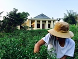 A person wearing a wide-brimmed hat and a white shirt is tending to crops in a lush green field. In the background, there is a pale-yellow building with multiple pillars and wooden doors, surrounded by dense greenery and trees. The sky is clear, suggesting a sunny day.