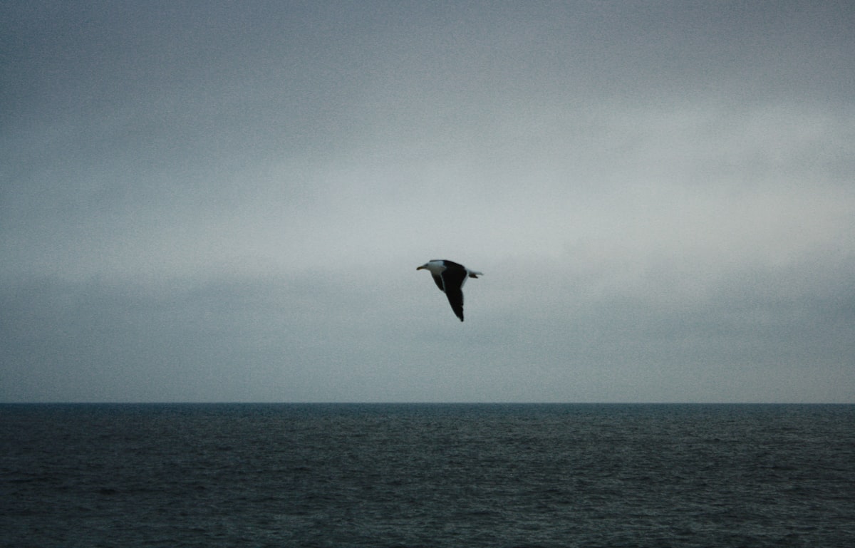 Surreal whale through airplane window - Big Wave Digital tech recruitment