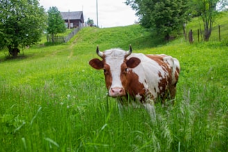 A brown and white cow stands in a lush, green pasture surrounded by tall grass and wildflowers. In the background, a rustic wooden house and fences are partially visible on a slightly elevated grassy hill. Tall trees provide a natural backdrop, enhancing the pastoral setting.
