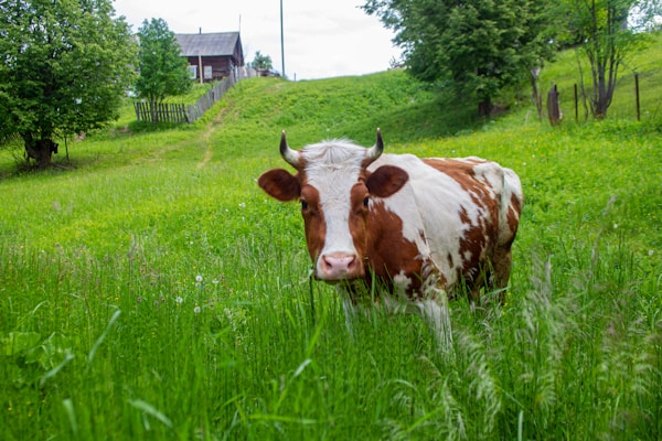 A brown and white cow stands in a lush, green pasture surrounded by tall grass and wildflowers. In the background, a rustic wooden house and fences are partially visible on a slightly elevated grassy hill. Tall trees provide a natural backdrop, enhancing the pastoral setting.