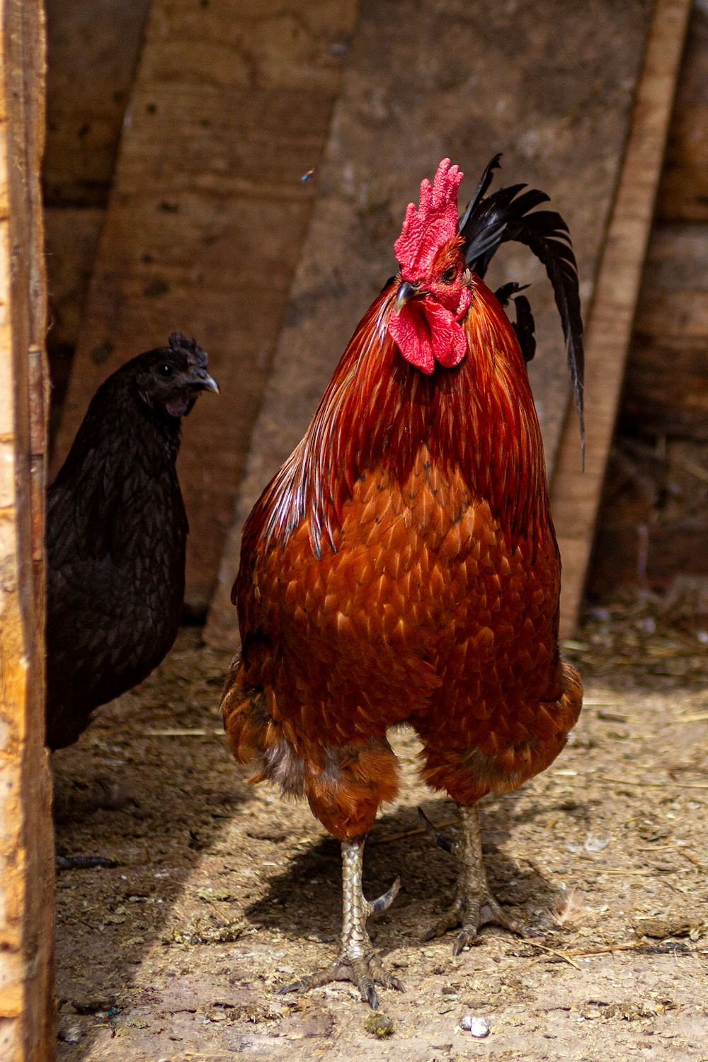 a couple of chickens standing next to each other