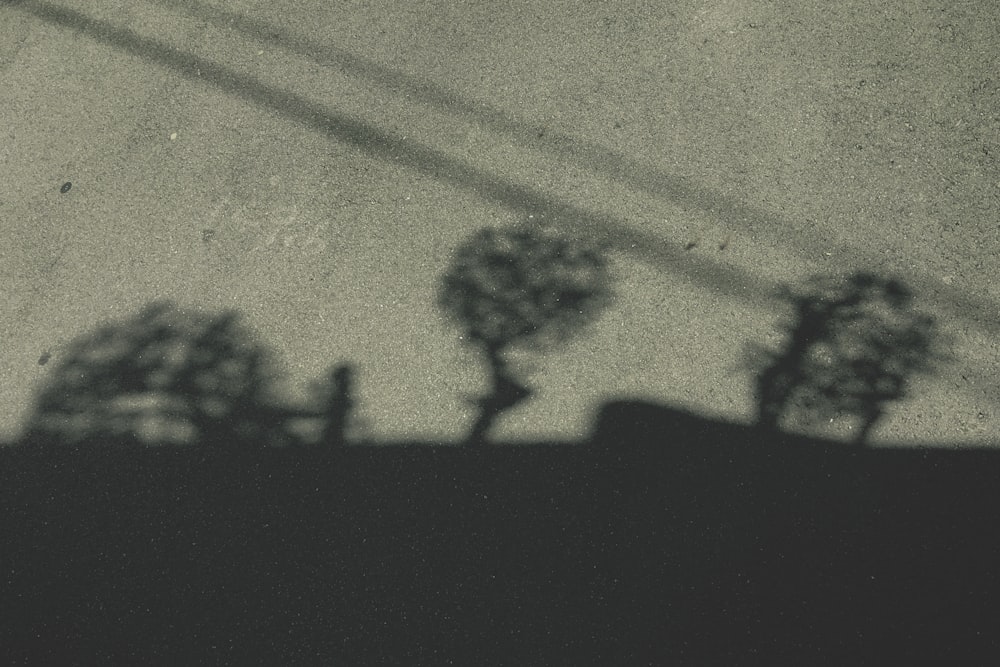 a shadow of three trees on a sidewalk