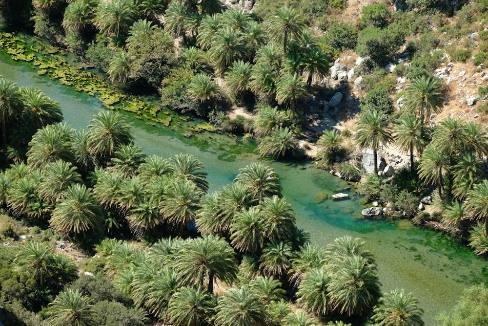 a river running through a lush green forest