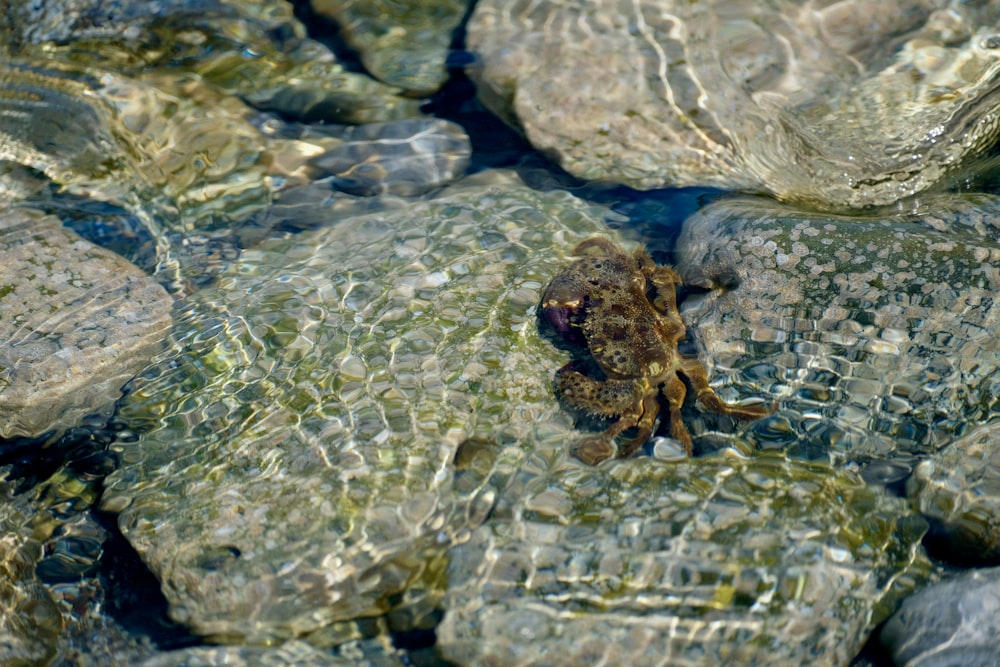 a crab is sitting on a rock in the water