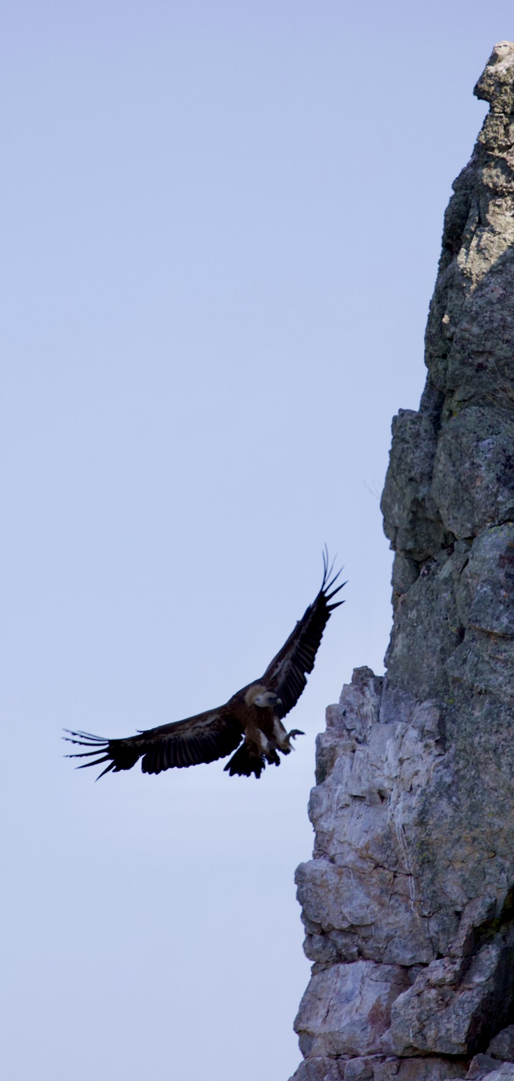 a large bird flying over a rocky cliff