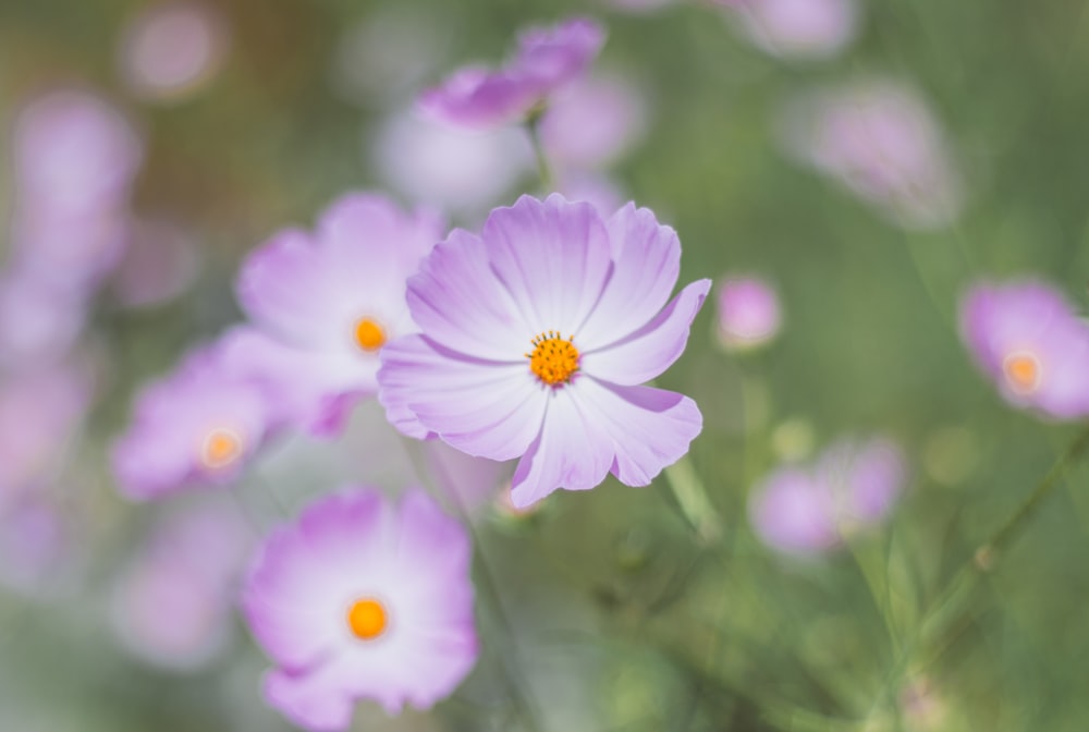 a bunch of purple flowers that are in the grass