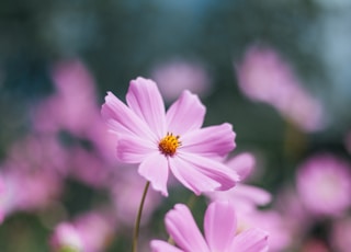 a close up of a pink flower with blurry background