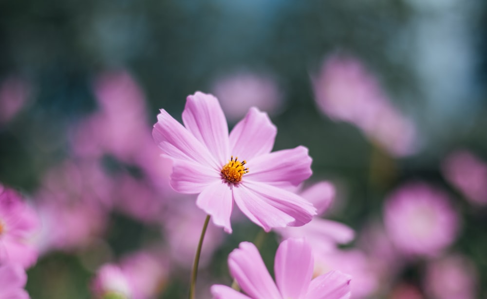 a close up of a pink flower with blurry background