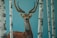 A painting depicts a deer with large antlers standing amongst birch trees. The background is a solid blue, giving the scene a serene and somewhat enchanting feel. The deer is positioned centrally, gazing directly outward, and is surrounded by the vertical white and black-striped trunks of the birch trees.