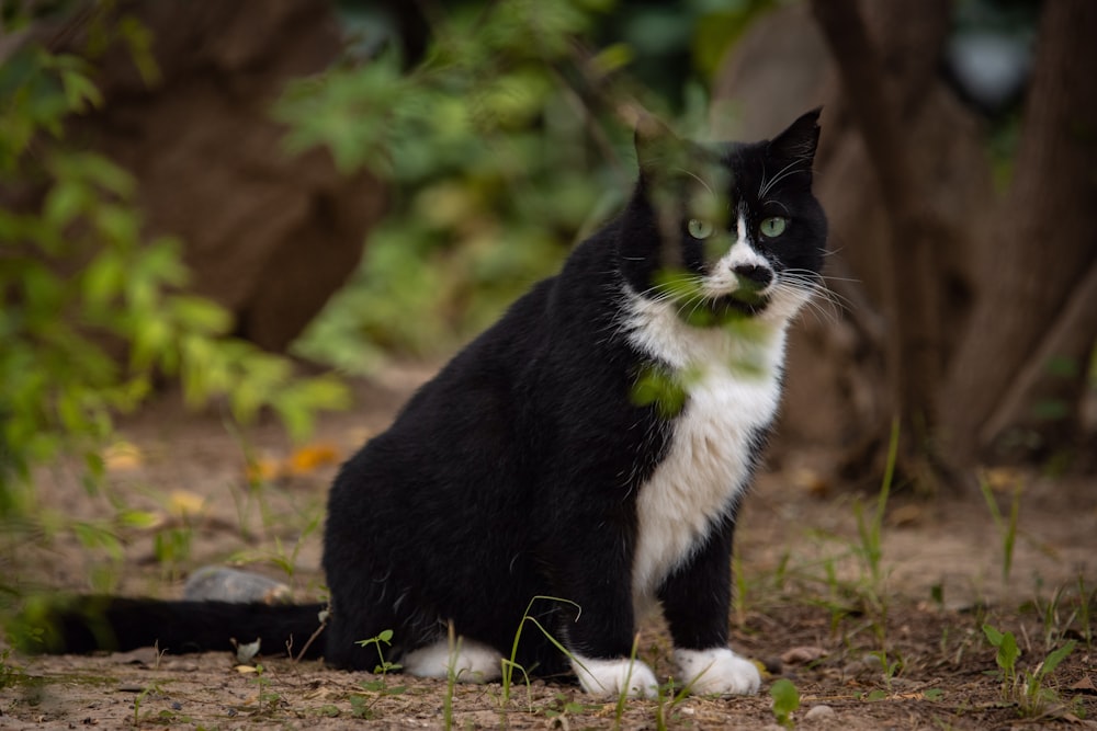 a black and white cat sitting in the grass