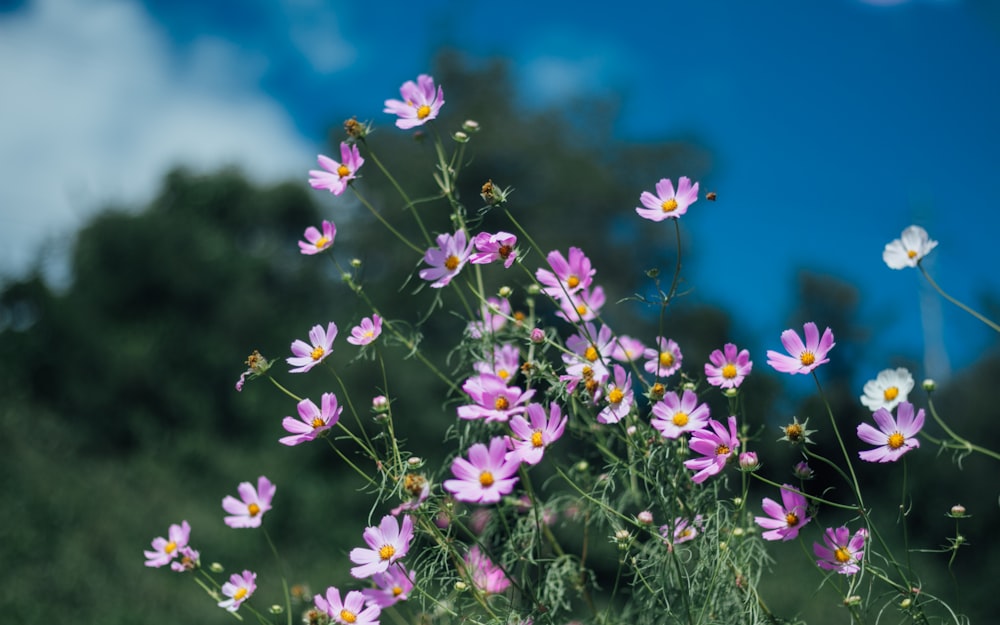 a bunch of purple and white flowers in a field