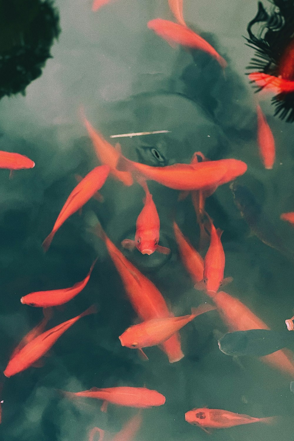 a group of fish swimming in a pond