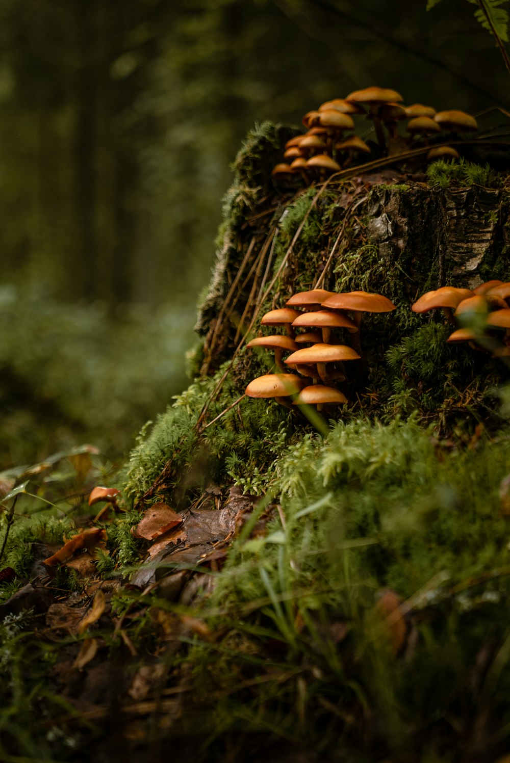 Eine Gruppe von Pilzen, die auf einem Baumstumpf wachsen