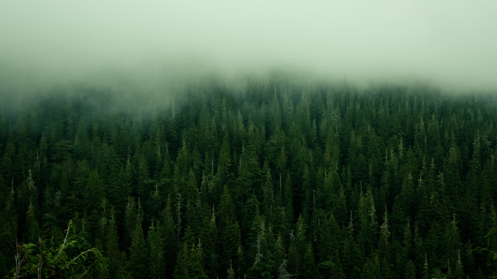 une forêt brumeuse remplie de beaucoup d’arbres