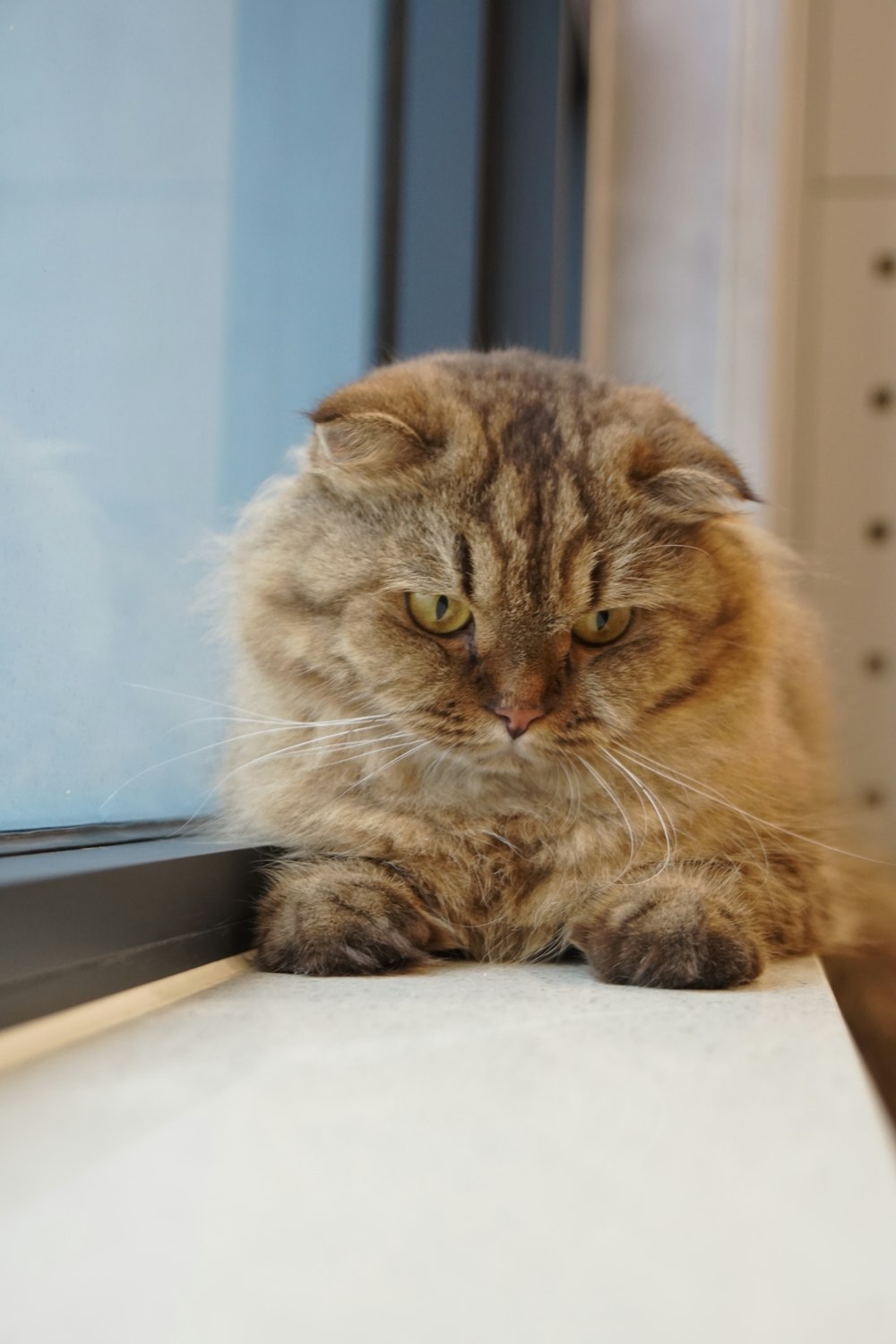 a cat sitting on a window sill looking out the window