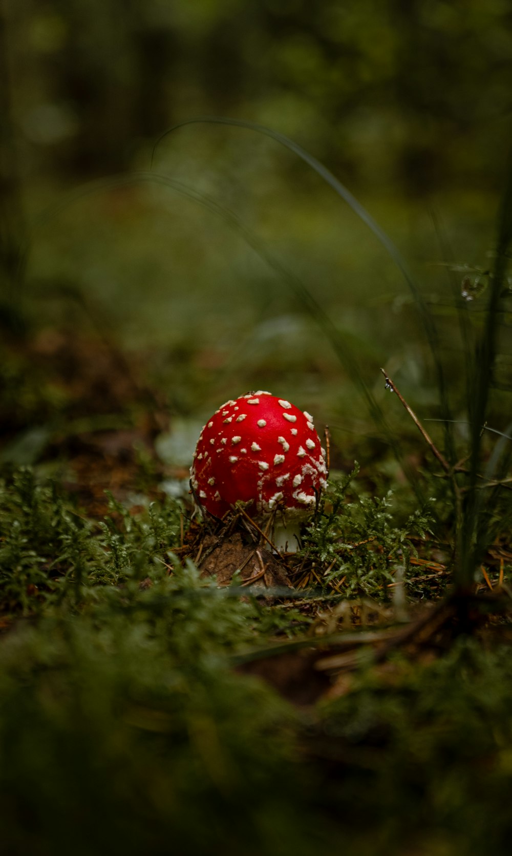 a small red mushroom sitting in the middle of a forest