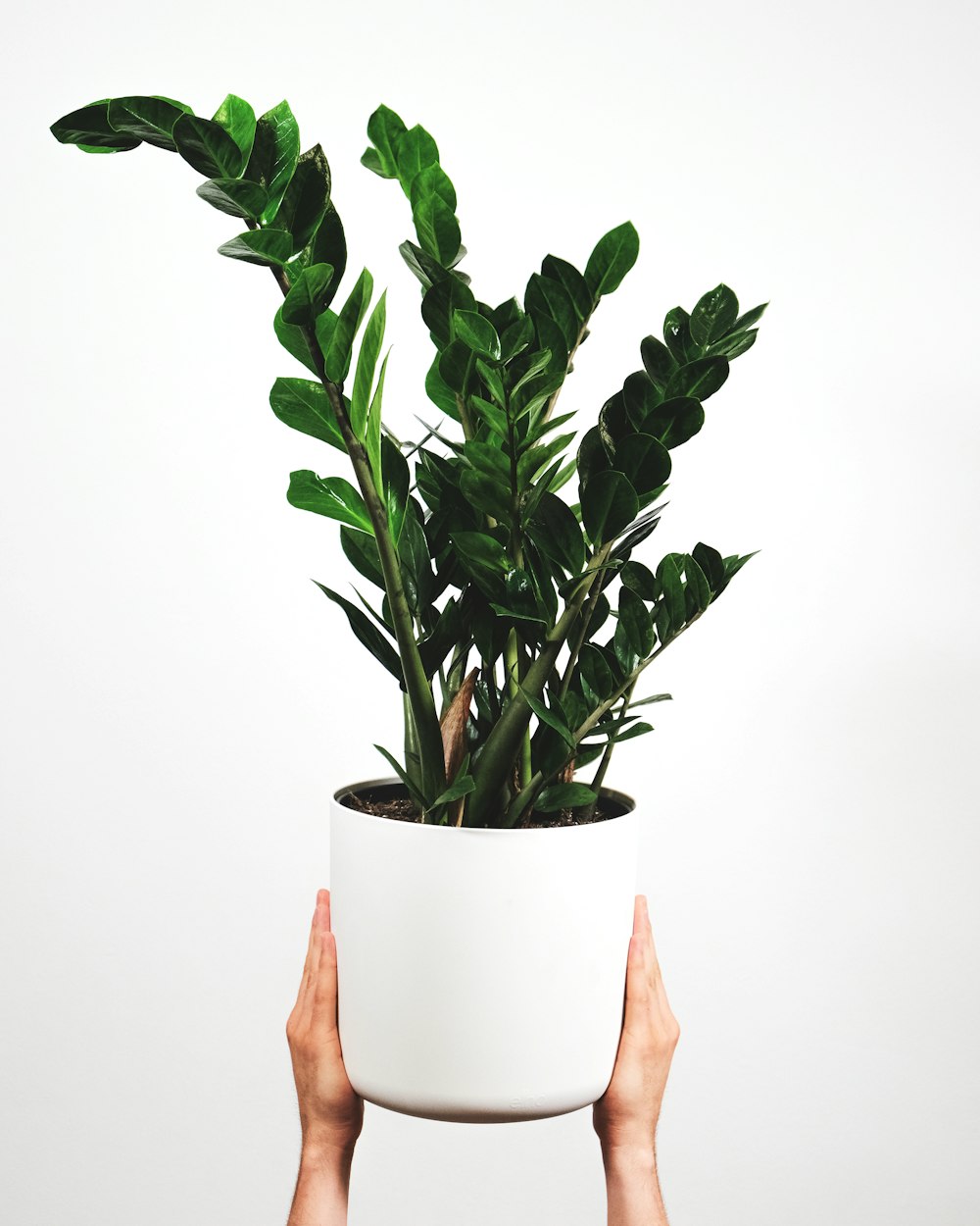 a person holding a potted plant in their hands