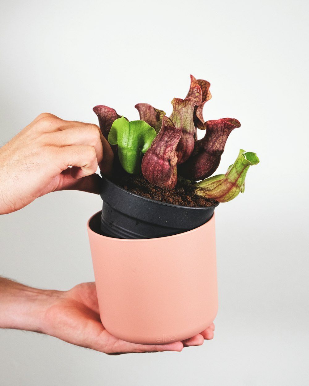 a person holding a potted plant in their hand