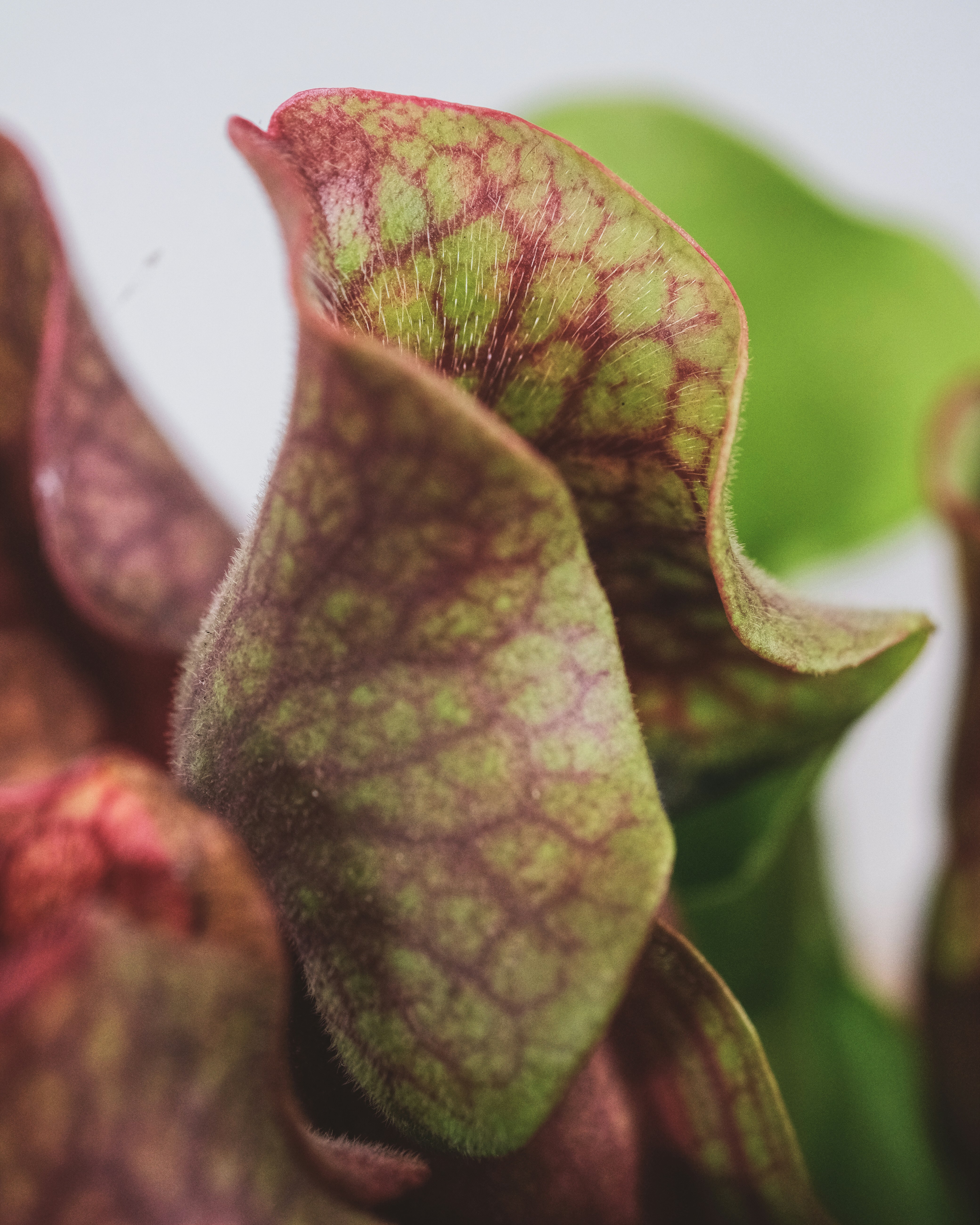 Photo by feeypflanzen