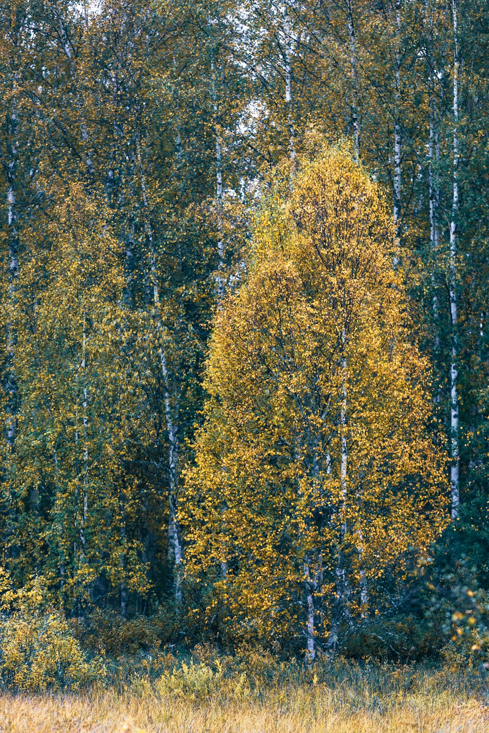 a forest filled with lots of tall trees