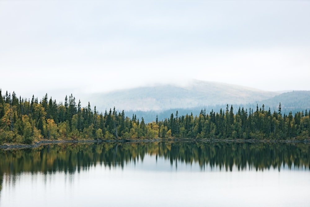 a large body of water surrounded by trees