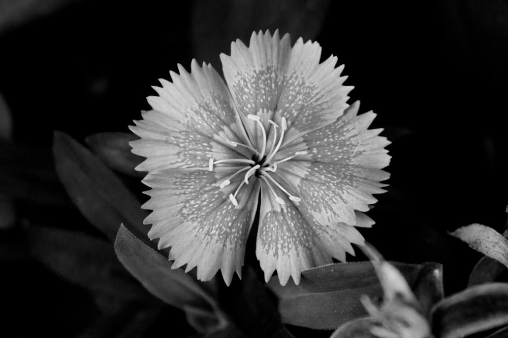 a black and white photo of a flower