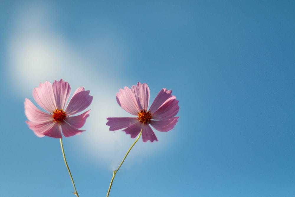 a couple of pink flowers sitting on top of a blue sky