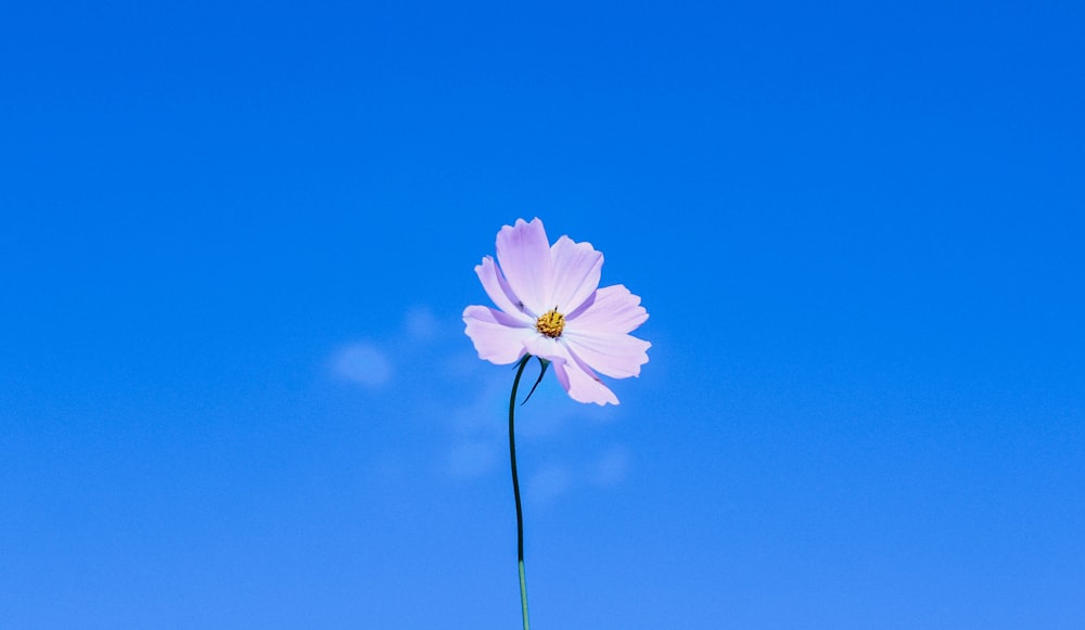 a single pink flower with a blue sky in the background