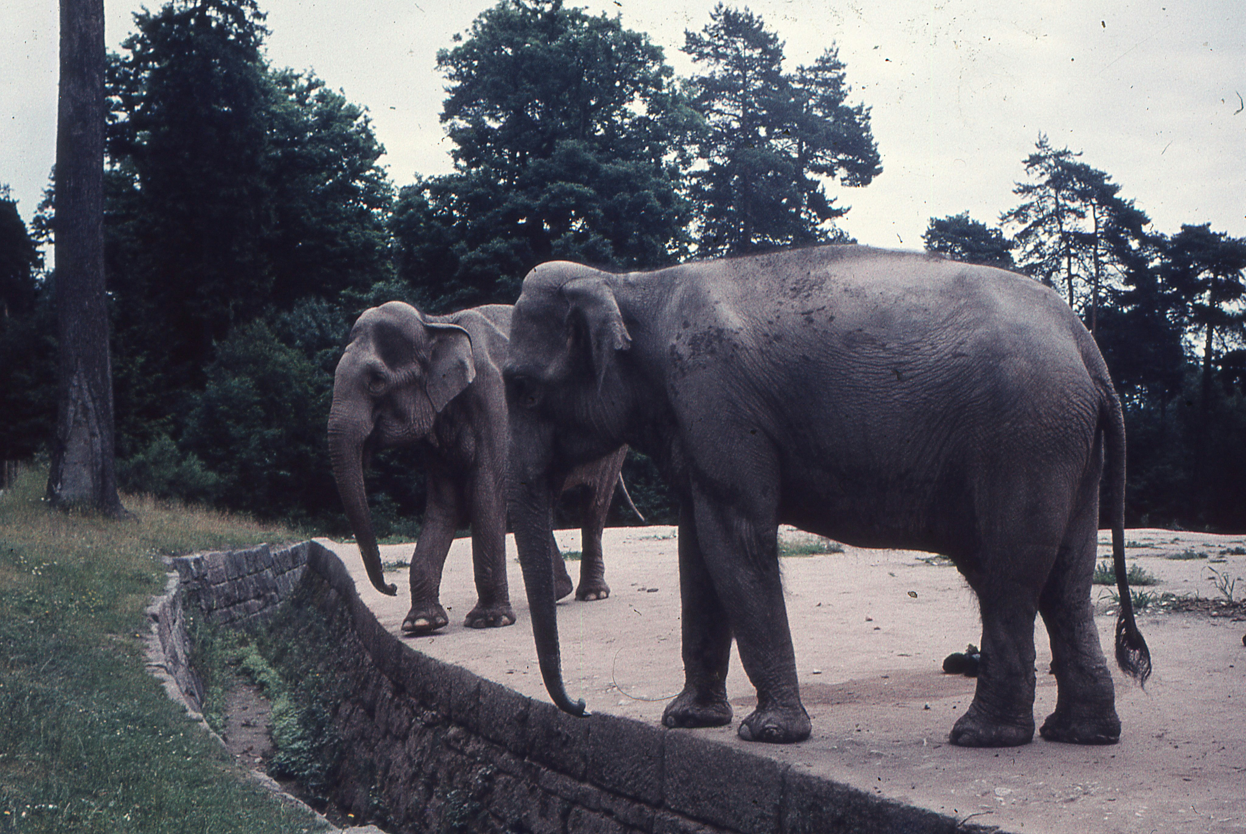 MandaLao Elephant Sanctuary