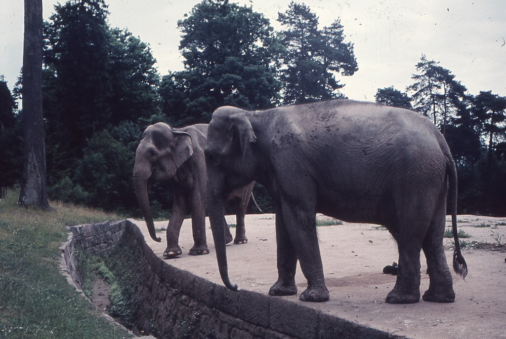 a couple of elephants standing next to each other