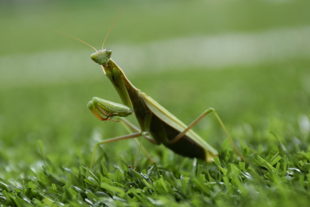 a close up of a grasshopper on the ground