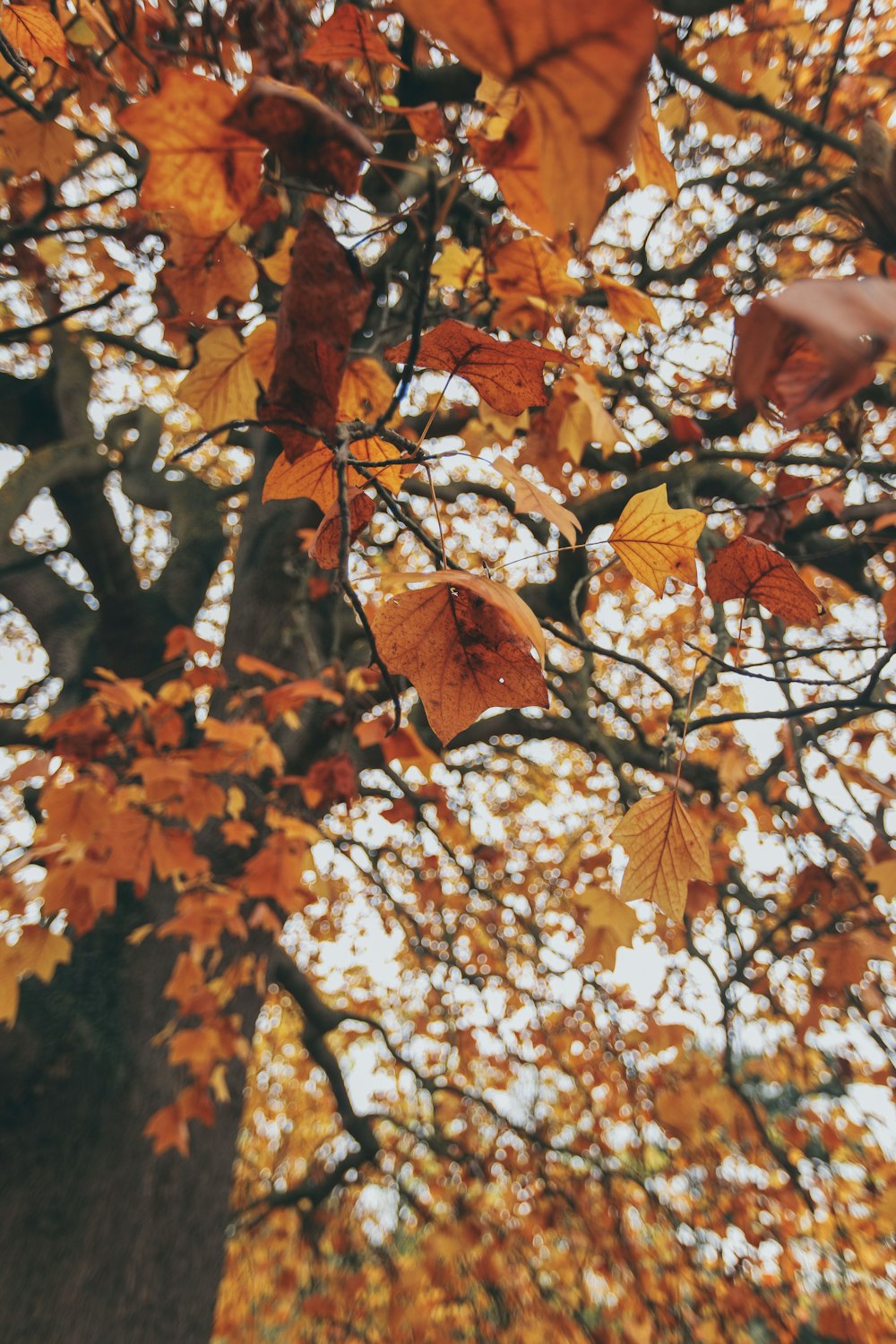 ein Baum, der einige Blätter hat