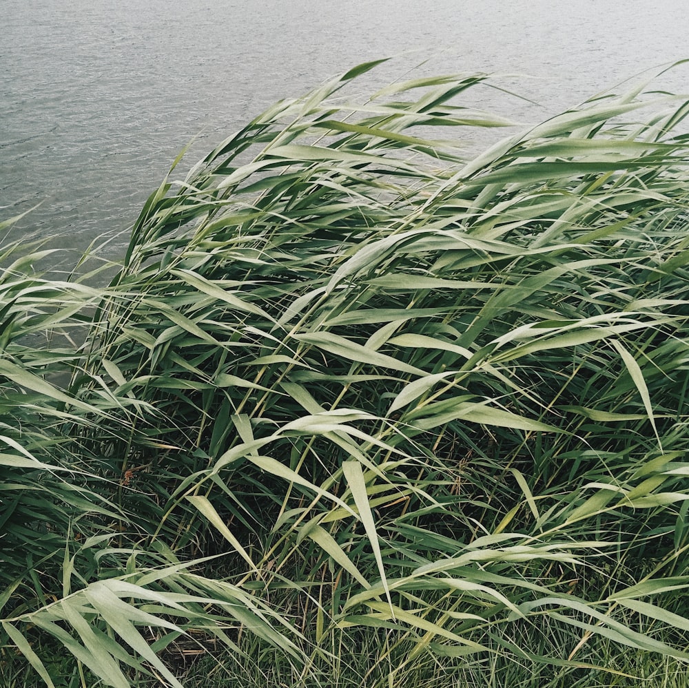 a bunch of tall grass next to a body of water