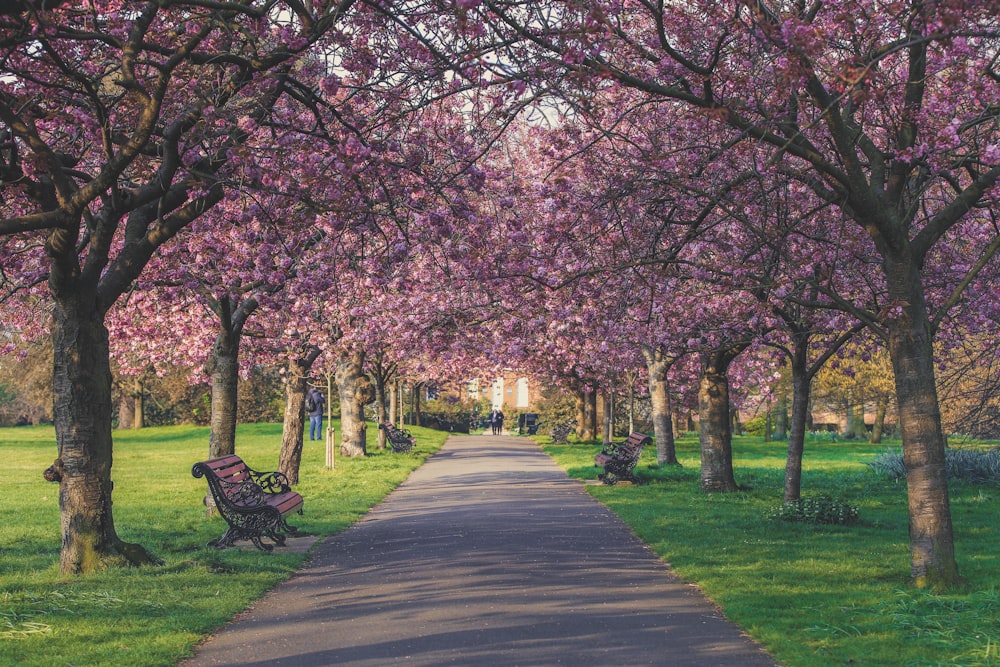 a park lined with trees with purple flowers