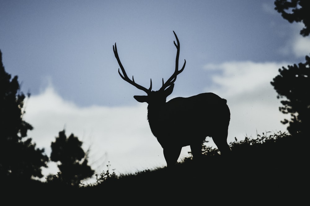 a silhouette of a deer standing on a hill