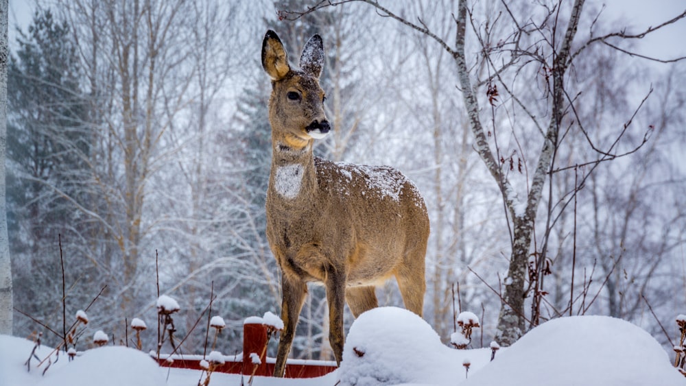 a deer standing in the snow in front of some trees
