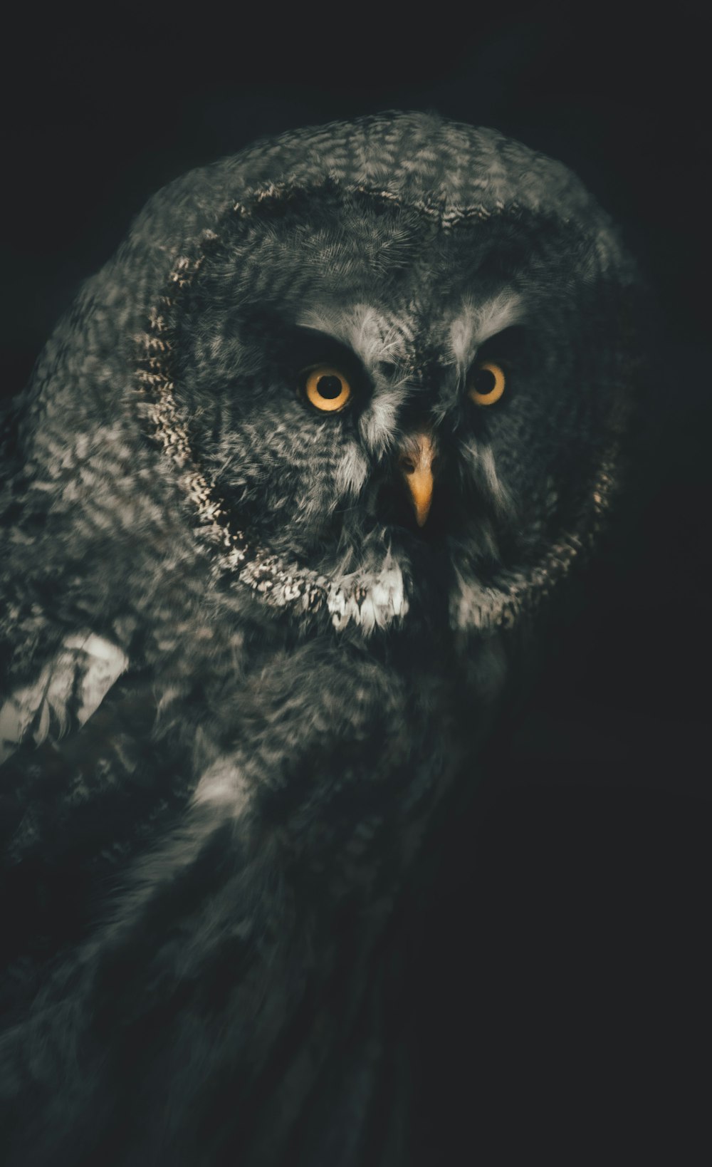 a close up of an owl on a black background