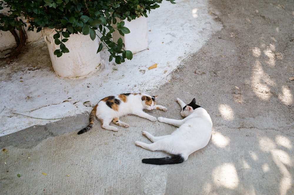 a couple of cats laying on top of a sidewalk