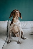 A dog with a dark brown and white coat sitting on a light grey couch, against a solid teal blue wall. The dog has an alert and attentive posture with ears perked and eyes looking upwards.
