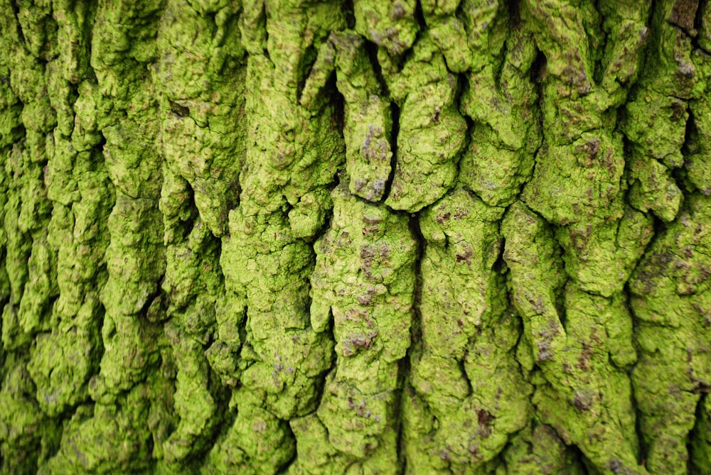 un gros plan d’un tronc d’arbre avec de la mousse qui pousse dessus