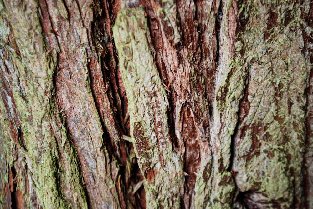 a close up of the bark of a tree