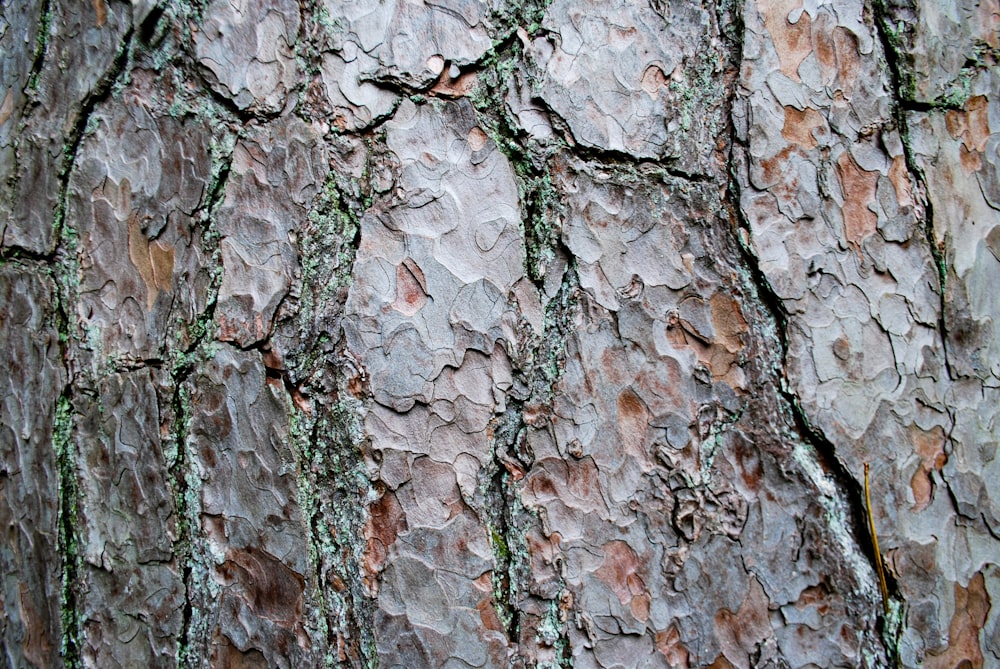 un gros plan d’un tronc d’arbre avec de la mousse qui pousse dessus