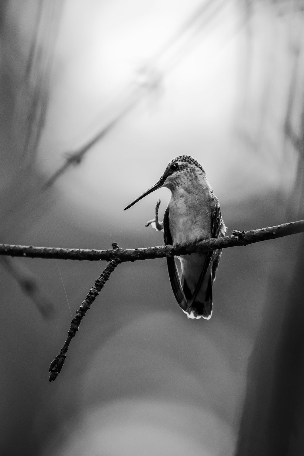 a black and white photo of a bird on a branch