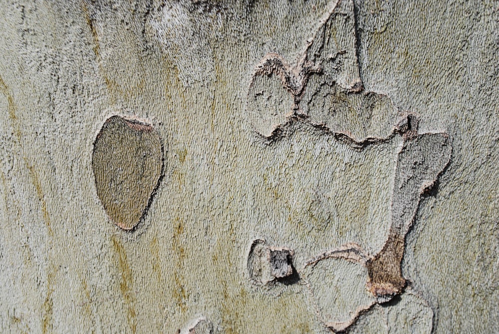 a close up of a tree trunk with a heart shaped hole