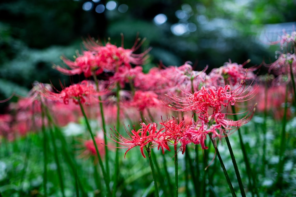 a bunch of red flowers that are in the grass