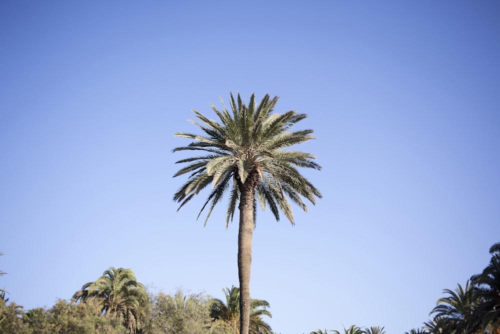 a palm tree with a blue sky in the background