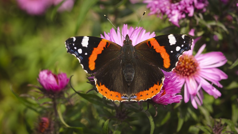 a close up of a butterfly on a flower