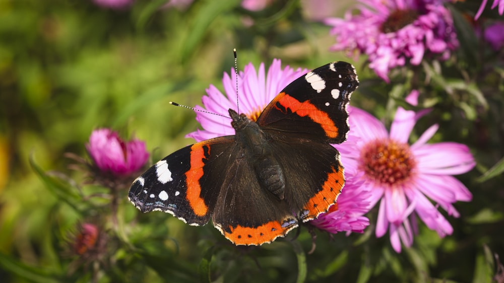 a red and black butterfly sitting on a purple flower