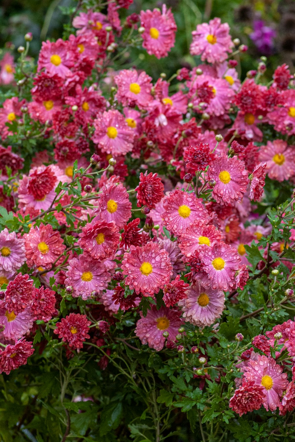 a bunch of pink flowers with yellow centers