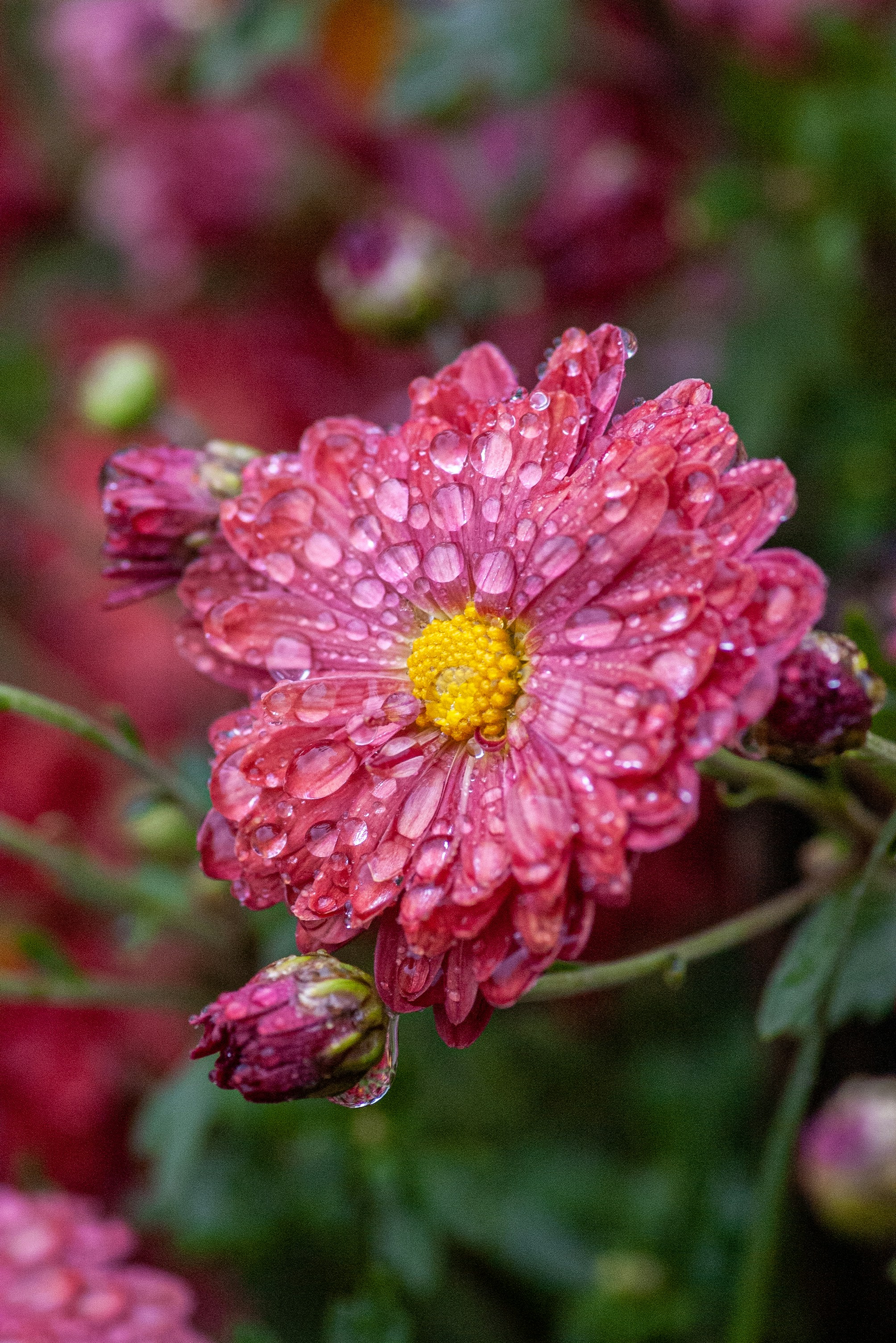 a close up of a flower